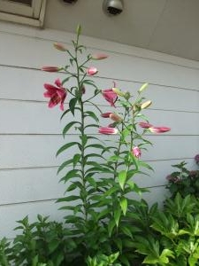 dscf06921