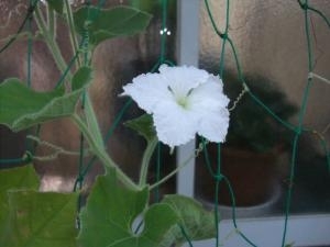 dscf0766