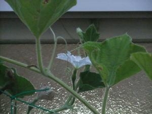 dscf0767