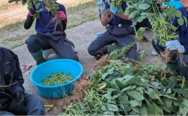 ～枝豆収穫～｜「港屋花店」　（山形県西村山郡河北町の花キューピット加盟店 花屋）のブログ