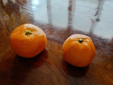 みかん｜「港屋花店」　（山形県西村山郡河北町の花キューピット加盟店 花屋）のブログ